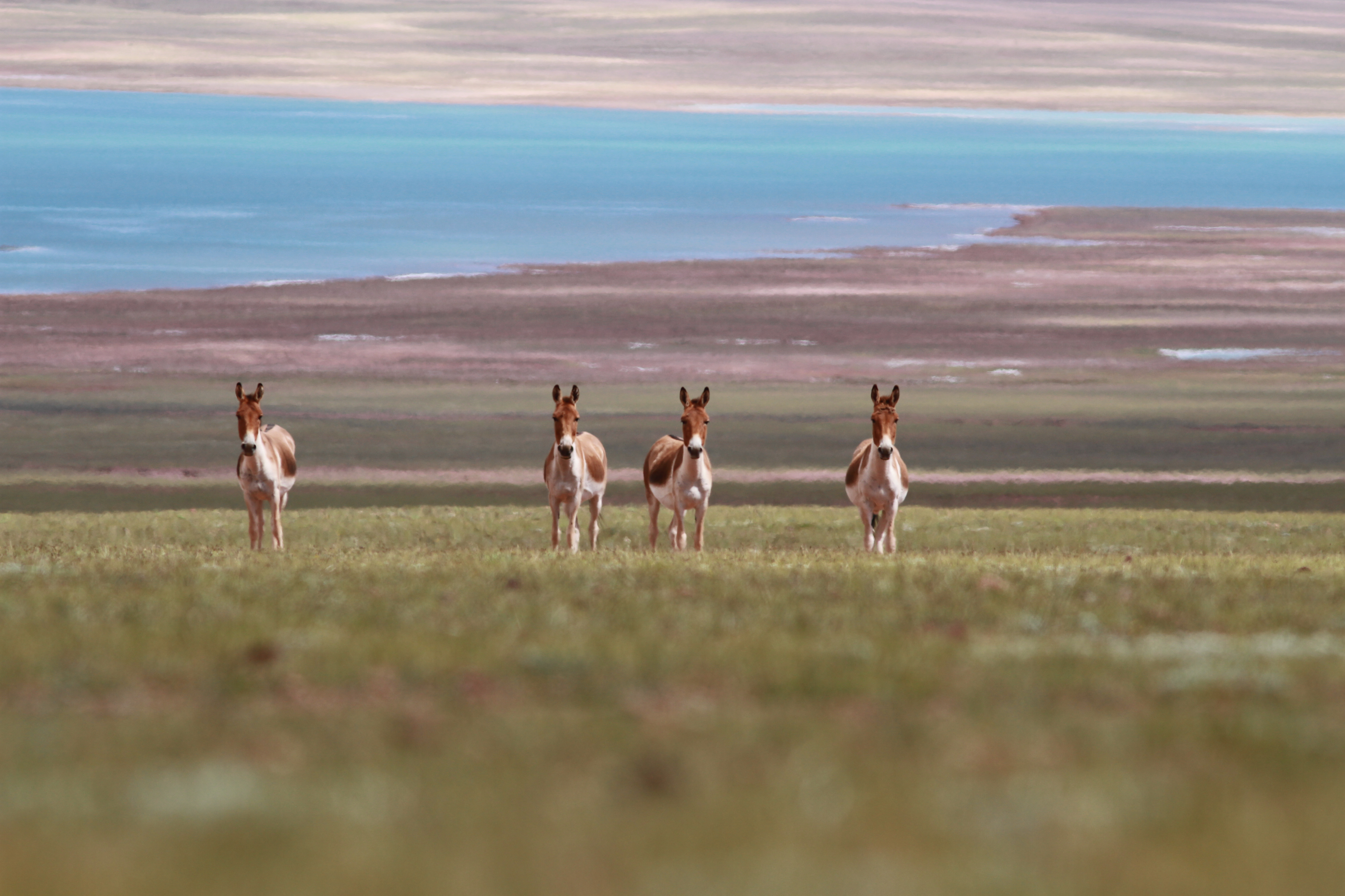 Tibetan Wildass (Kiang) in the Changtang stronghold, Tibet. Courtesy of WCS.